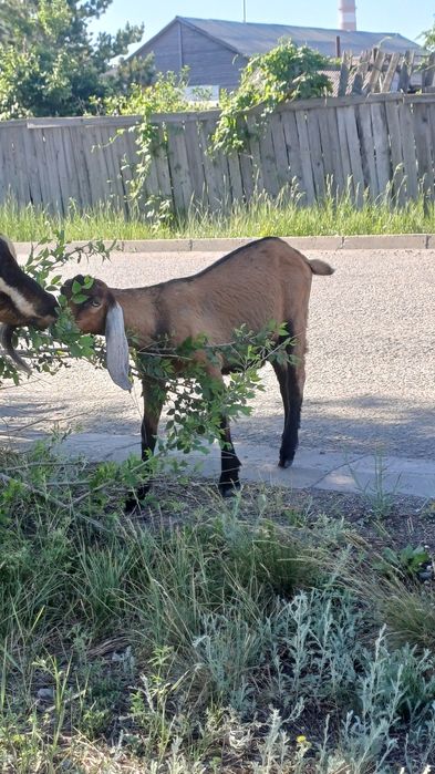 Продам либо обмен