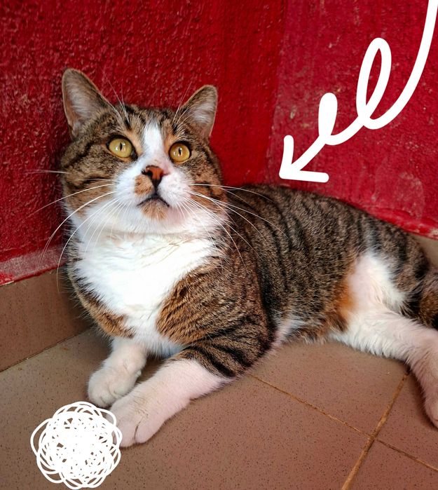 Adoptie motan tigrat castrat Nicholas