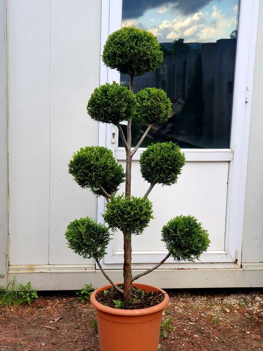 Artar Japonez, pon pon, pinus mugo, palmier, alun rosu, ienupar