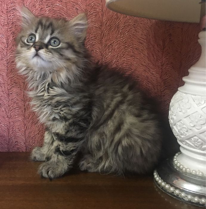 продается упитанный и воспитанный котик