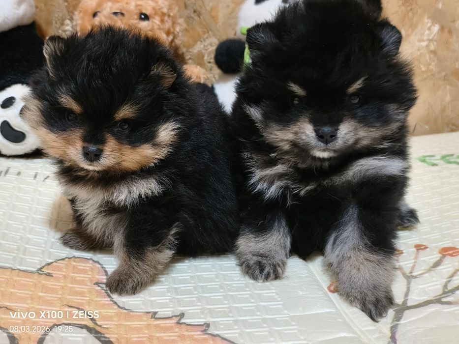 Очаровательные щенки шпица