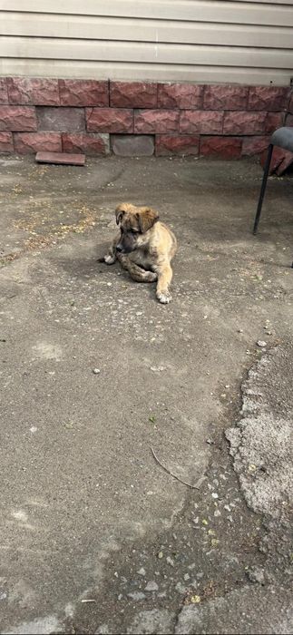 Щенок мальчик в добрые руки