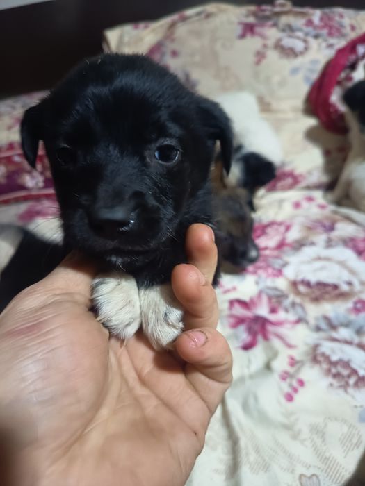 6 Cațelusi talie mica-medie adoptie gratis