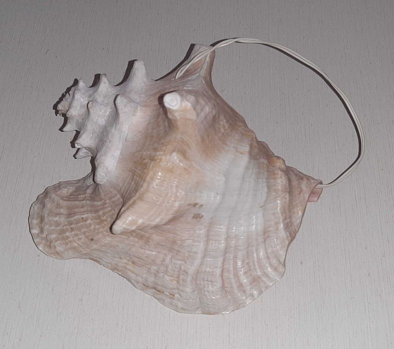 Lampă vintage din cochilie naturală mare - veioză scoică decorativă