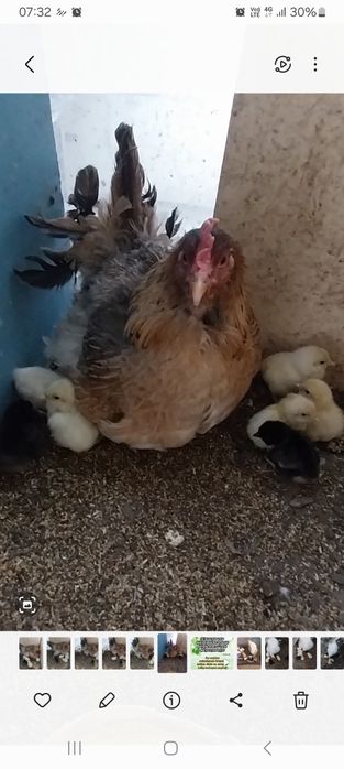 Квочка с цеплятами.