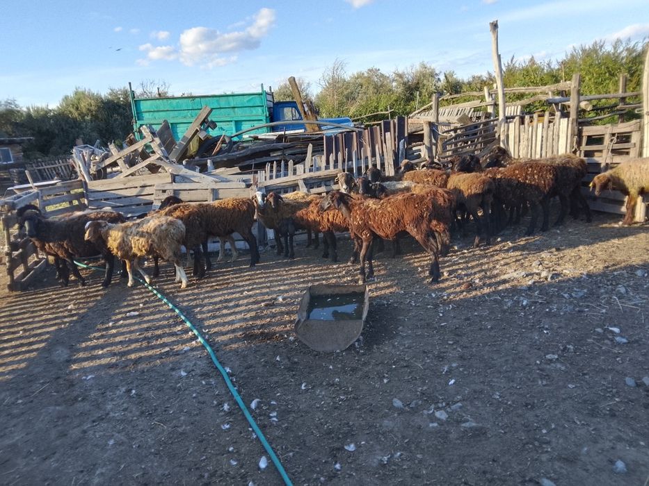 Продам бараны овцы