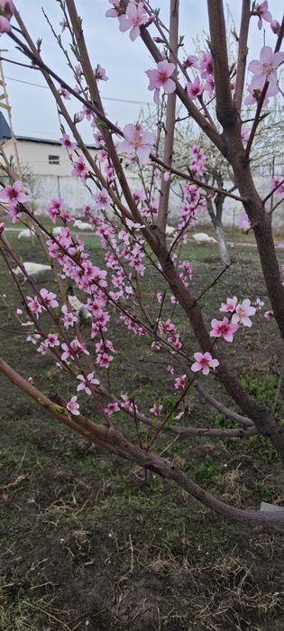 Обработка деревьев и кустарников. Фумигация растений