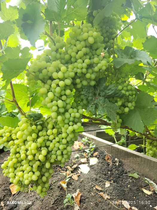 Саженцы винограда