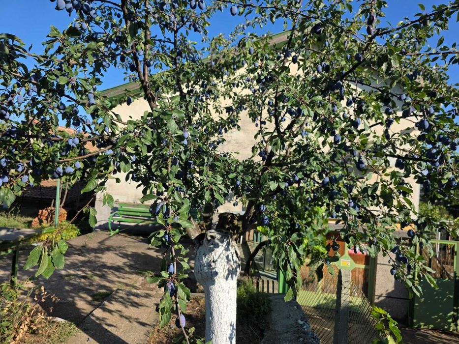 Продава се вила край Червен бряг - 90 кв.м + 1000 кв.м двор