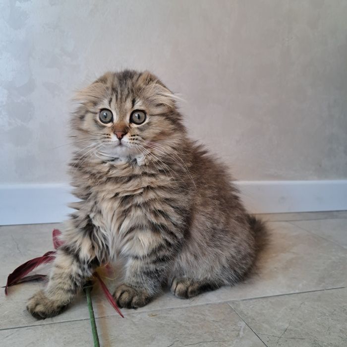Шотландские котята с документами