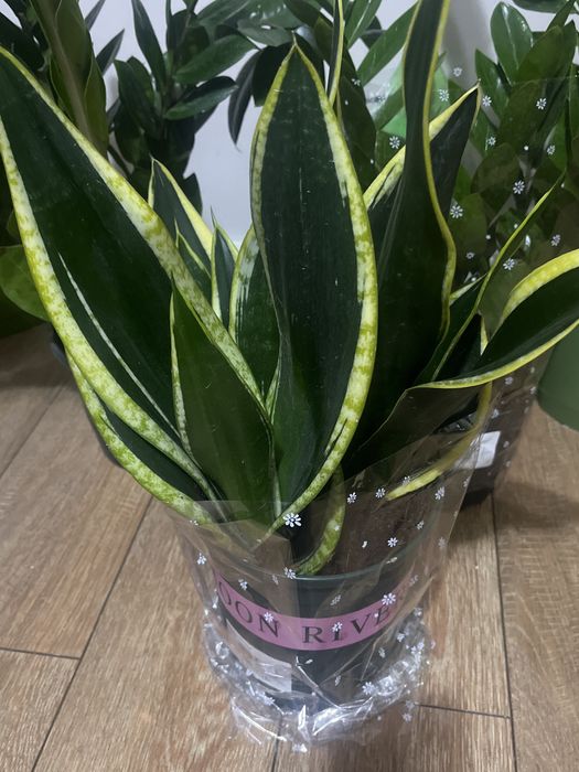 Продам комнатное растение Сансеверия с доставкой по городу