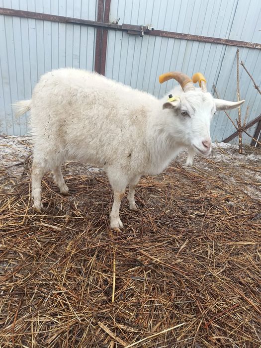 Коза Альпийская срочно.