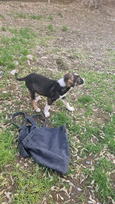 Щенок 2 месяца помесь с овчаркой