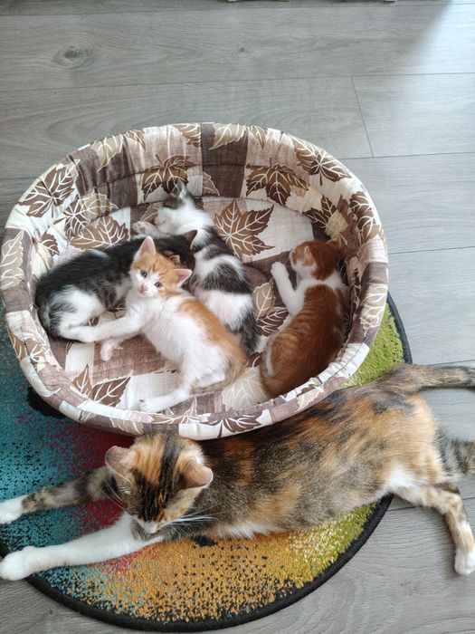 Ofer spre adoptie pui de pisica