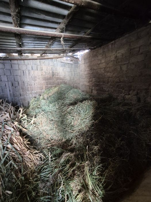 Сифатли ўт сотилади

Тоза уй шароитида етиштирилган.

Жўхори ва беда қ