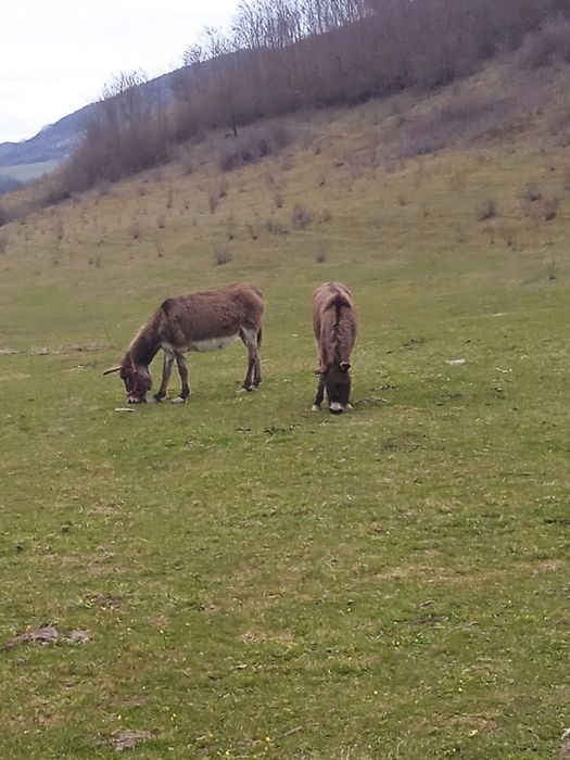 Vând sa schimb măgari și măgărițe gestante