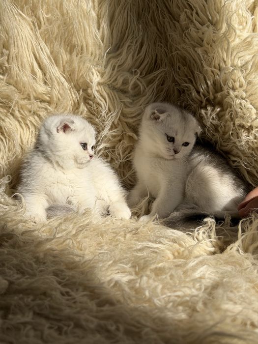 Продается Шотланский скотиш фолд и страйт