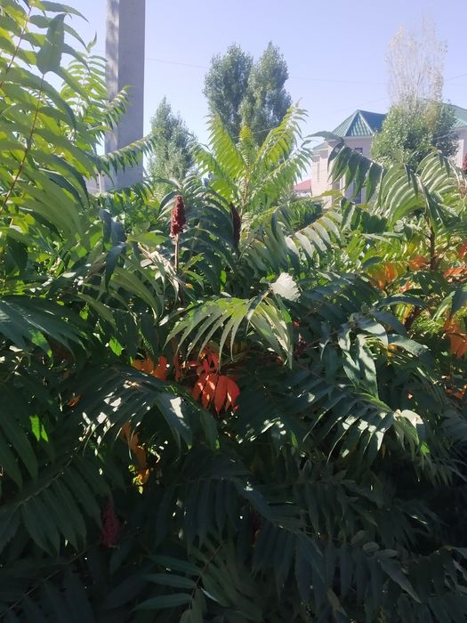 Сумах Уксусное дерево