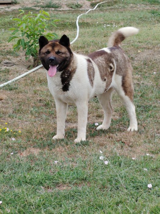 Akita American cu pedigree