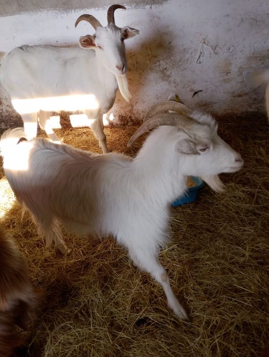 5 бременни кози / Козите