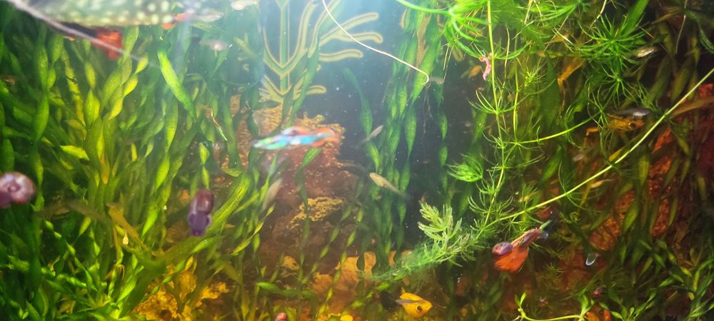 Продаю молодь гуппи