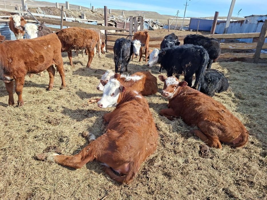 Продаются телочки