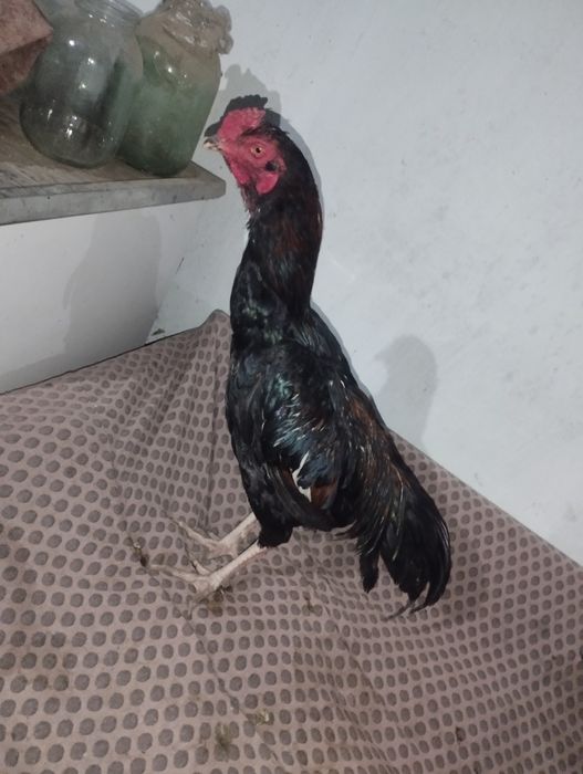 Дакан петухи 6 шт