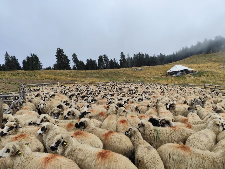 oi turcane  de ținut