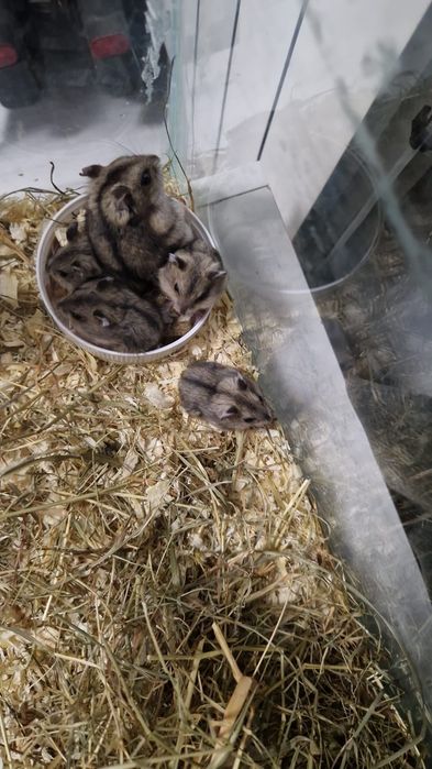 Hamsteri Siberieni pitici