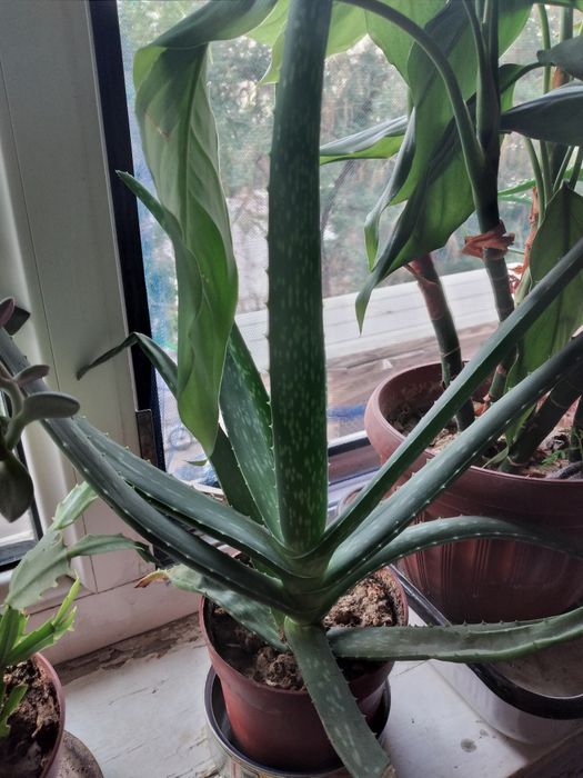 Алое вера 3х летний