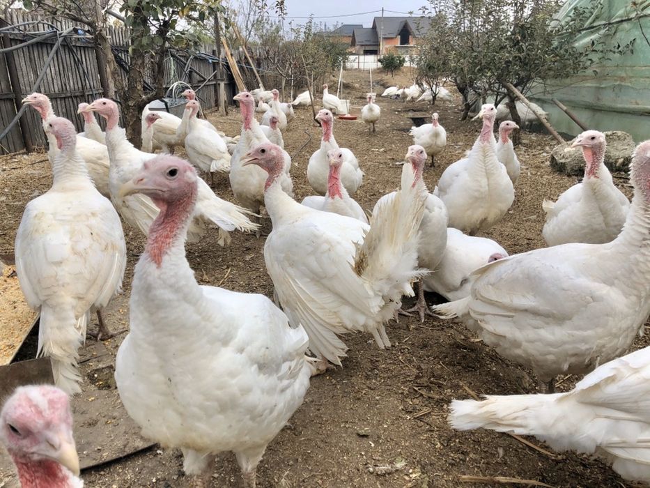 2025 - Curcani crescuți de la o zi, de tara