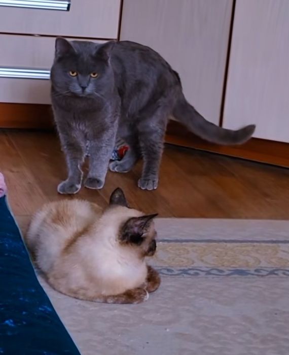 Отдам хорошую руку