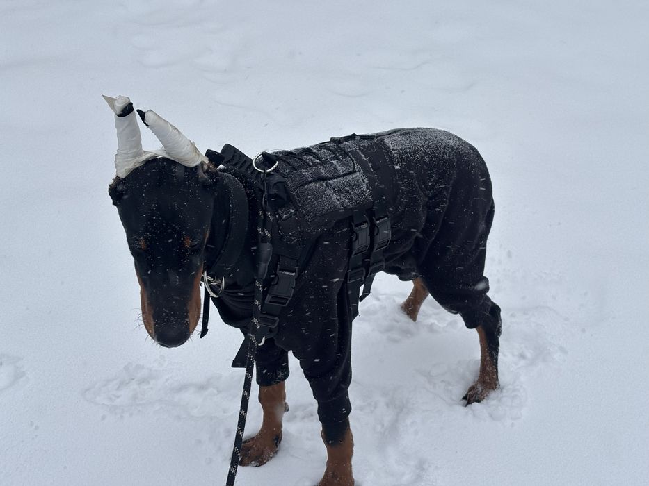 Продам добермана