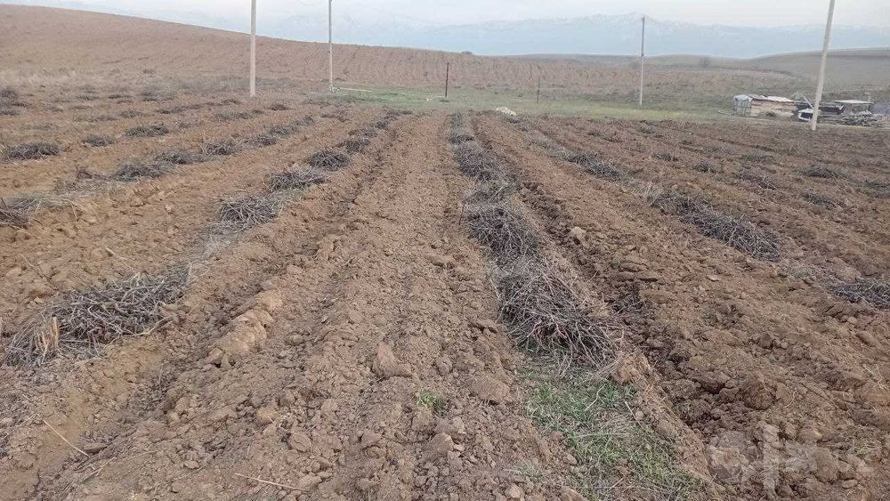 ijaraga yer 50gektar