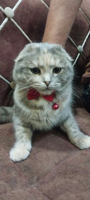 Zottor mushug кошка