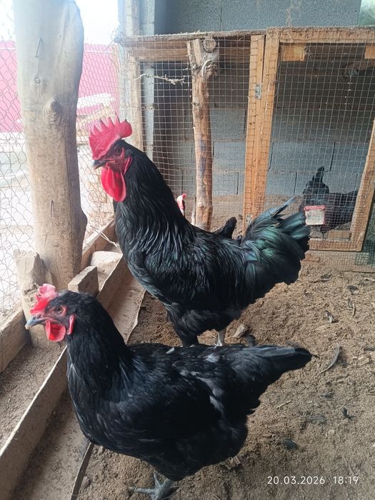 Gigant qora shaxzoda tuximlari sotiladi