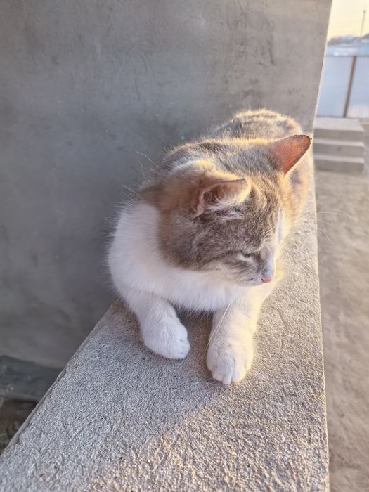 Кошка (Мужская) милый