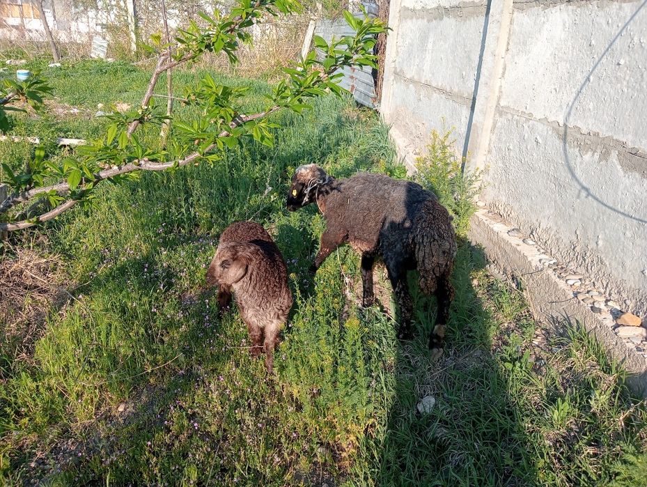 Кой козлы, овца.