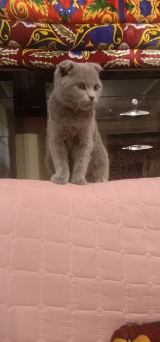 Мушук эркак беларус зоти веслоуха