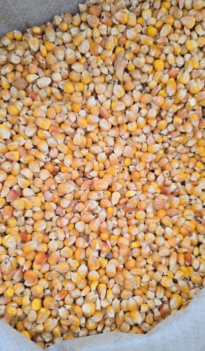 Кукуруза крупная от 1кг