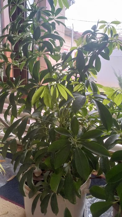 Комнатные растения шефллера