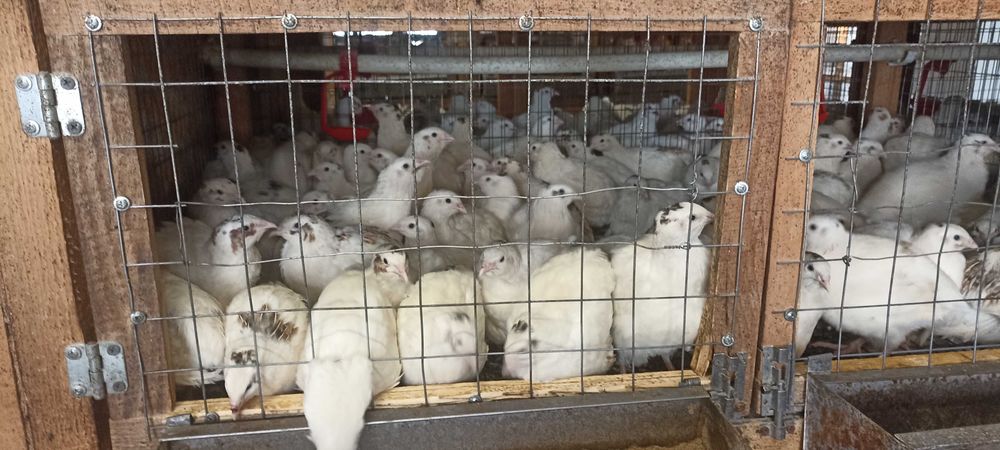 Перепела от суточных до несушек