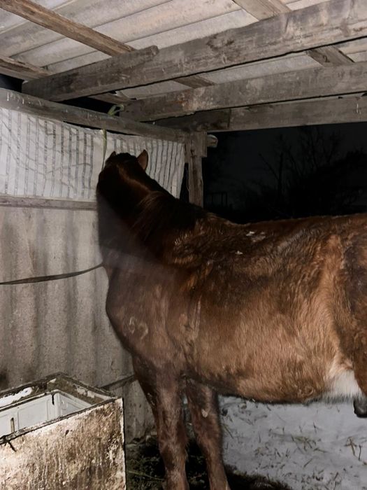 Полукровка дончак