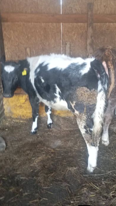 De vanzare 2 vitele de 6 luni  jumate 7 preti in privat sau la nr 0756