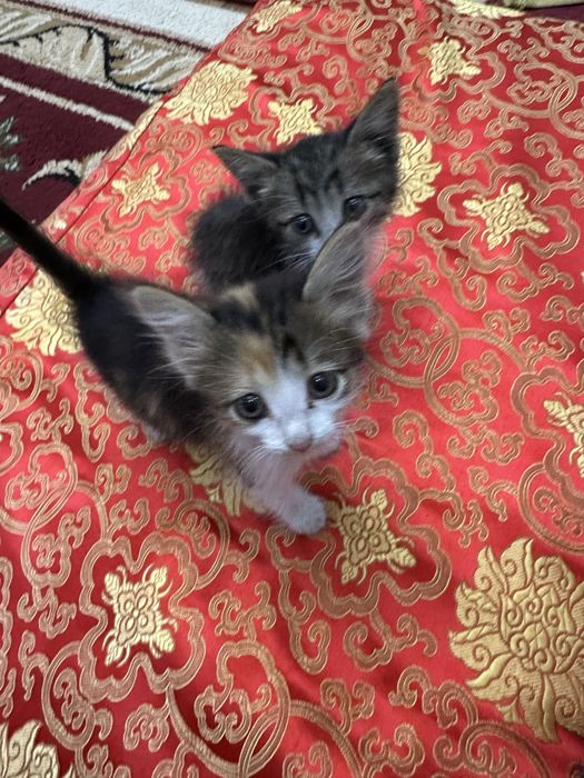 Котенки бесплатно