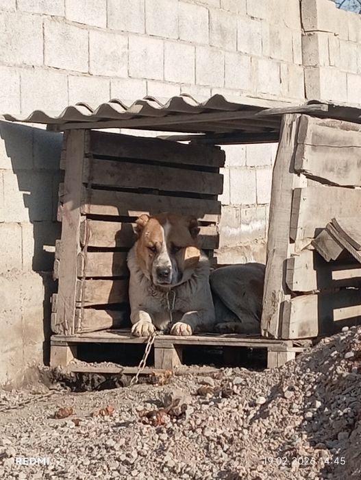 Алабай продам.50 тыс ТГ.