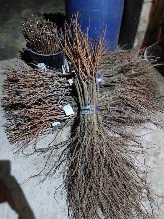 Butasi vita de vie anul 3