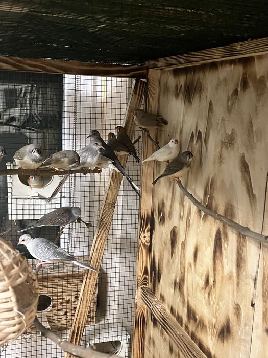 Vand zebre australiene