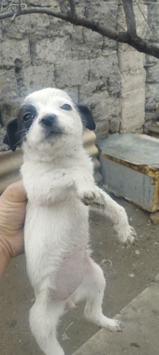 Күшіктер,щенята двортерьер