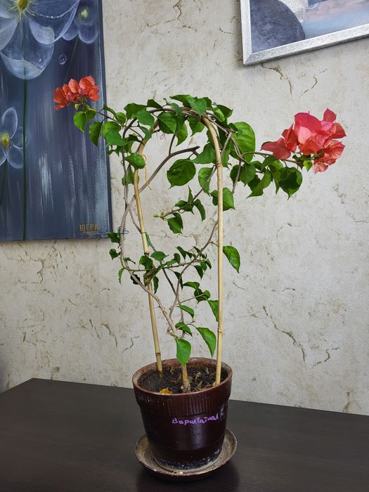 Бугенвилии трех видов